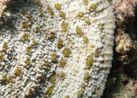 Oxypora lacera