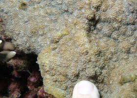 Echinopora gemmacea