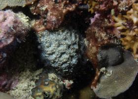 Montastrea valenciennesi