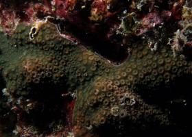 Cyphastrea microphthalma