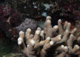 Palauastrea ramosa