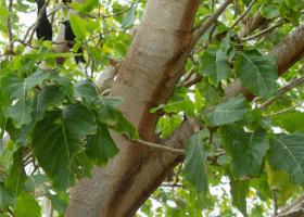 Pisonia grandis - Lady Elliot Island