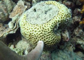 Goniastrea favulus