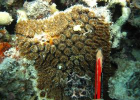 Galaxea fascicularis