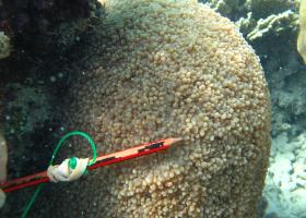 Physogyra lichtensteini