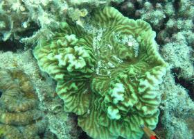 Merulina ampliata