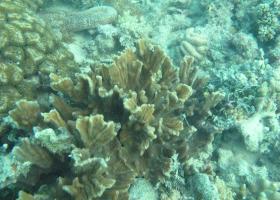 Pectinia paeonia