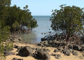 Rhizophora spp.  on Gould Island, central Great Barrier Reef.