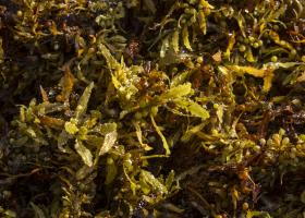 Macroalgae