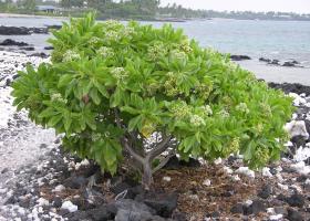 Tree Heliotrope