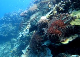 Acanthaster planci, COTS, feeding front