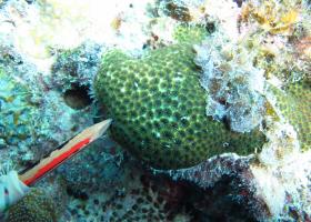 Leptastrea transversa