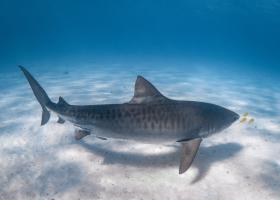 Tiger shark