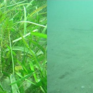 Decline of seagrass meadow at Magnetic Island