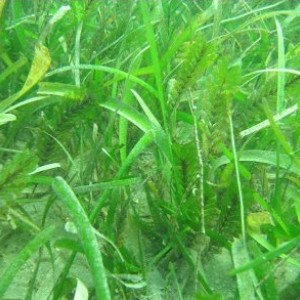 Seagrass meadow at Magnetic Island