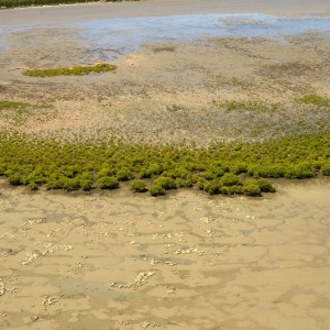 Oyster reefs at low tide in front of mangroves (Shore FID 10004, NESP TWQ 4.13)