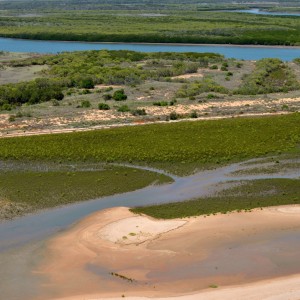 Young mangroves growing at mouth of Robinson River in Gulf of Carpentaria (Shore FID 7408, NESP TWQ 4.13) 