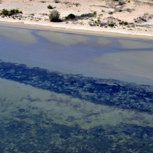 Dense seagrass with feeding trails (Shore FID 7612, NESP TWQ 4.13)