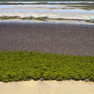 Mangrove dieback from 2015-2016 in the upper fringe (Shore FID 9796, NESP TWQ 4.13)