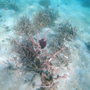 Crown of thorns seastar feeding on branching coral