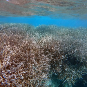 Extensive thickets of branching coral - Davies Reef