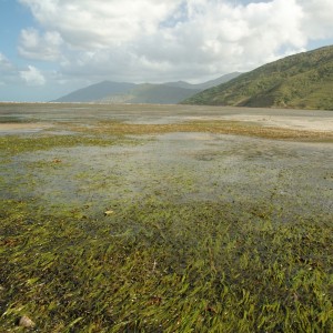 Seagrass meadows on the fringing reef flat at Archer Point