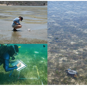 Monitoring of Seagrass Meadows of the inshore Great Barrier Reef