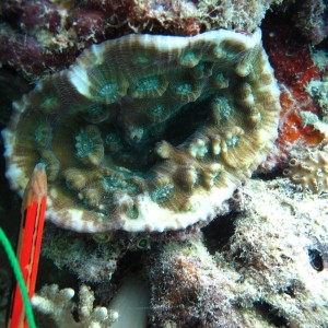 Mycedium - Torres Strait Coral Taxonomy Photos