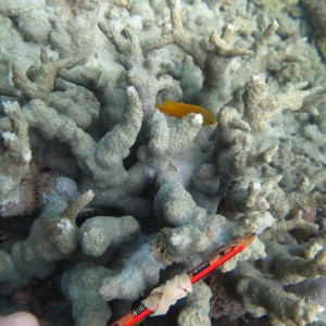 Hydnophora - Torres Strait Coral Taxonomy Photos