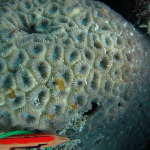 Favia - Torres Strait Coral Taxonomy Photos
