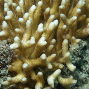 Seriatopora caliendrum