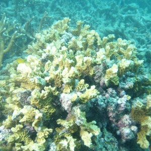 Australogyra zelli