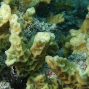 Australogyra - Torres Strait Coral Taxonomy Photos