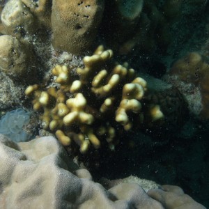 Stylophora pistillata