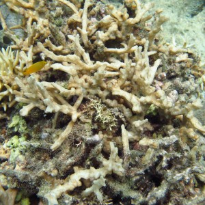 Paraclavarina - Torres Strait Coral Taxonomy Photos