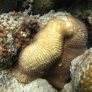 Leptoria - Torres Strait Coral Taxonomy Photos