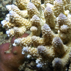 Acropora - Torres Strait Coral Taxonomy Photos
