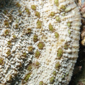Oxypora - Torres Strait Coral Taxonomy Photos