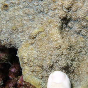 Echinopora - Torres Strait Coral Taxonomy Photos