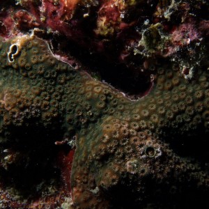 Cyphastrea - Torres Strait Coral Taxonomy Photos