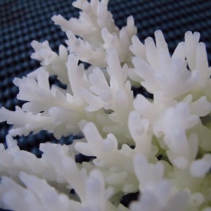 Acropora granulosa