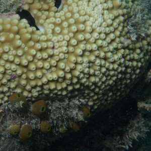 Astreopora - Torres Strait Coral Taxonomy Photos