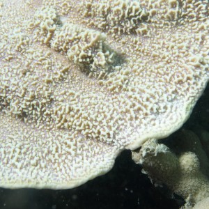 Montipora - Torres Strait Coral Taxonomy Photos