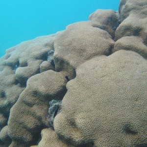Coscinaraea - Torres Strait Coral Taxonomy Photos