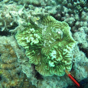 Merulina - Torres Strait Coral Taxonomy Photos