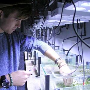 Adam Wilkinson preparing seagrass for herbicide exposure, Australian Institute of Marine Science, Townsville