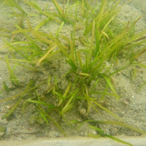 Low salinity experimentation on seagrass