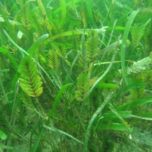 Seagrass at Magnetic Island - Jan 2008