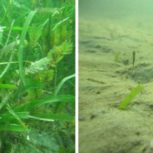 Seagrass loss at Magnetic Island, near Townsville