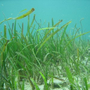 Mixed species seagrass meadow at Green Island.